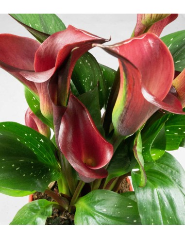 Calla colorata
