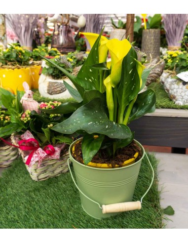 Calla colorata