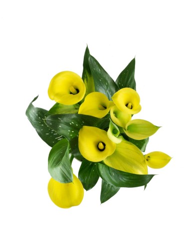 Calla colorata