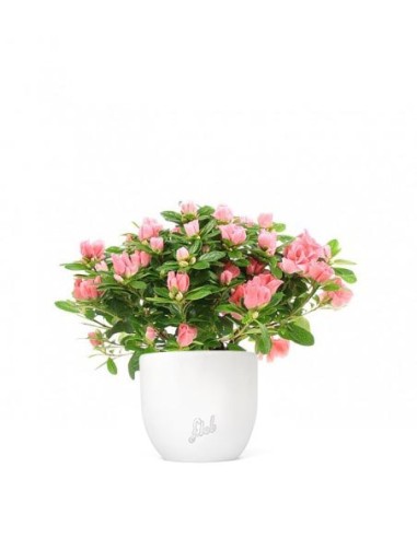 Azalea