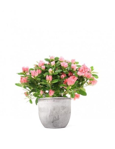 Azalea