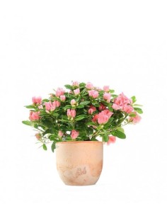 Azalea 2