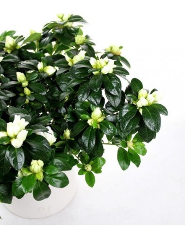 Azalea