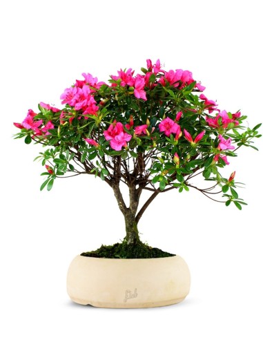 Azalea L