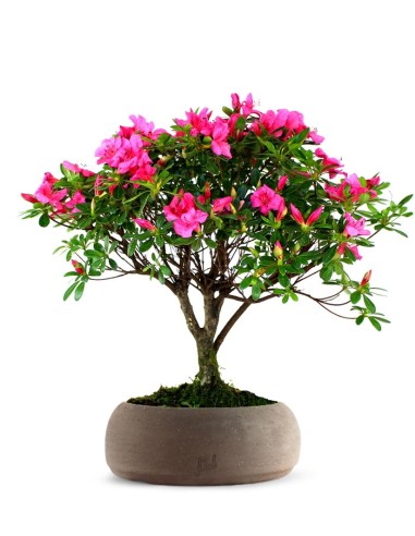 Azalea L