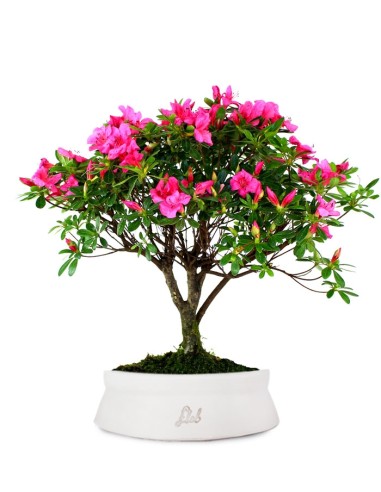Azalea L