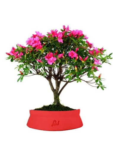 Azalea L