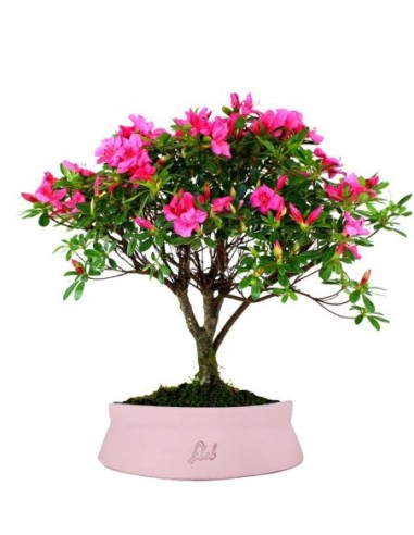 Azalea L
