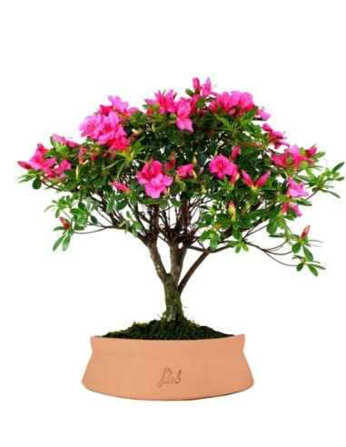 Azalea L