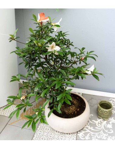 Azalea L
