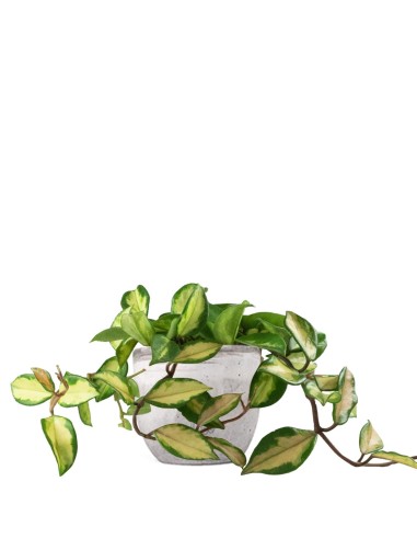 Hoya carnosa