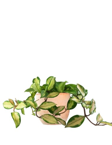 Hoya carnosa