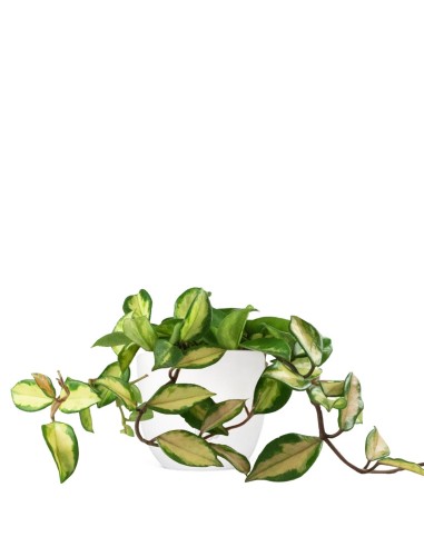 Hoya carnosa