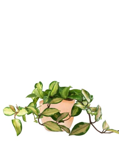 Hoya carnosa