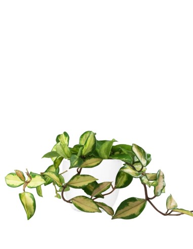 Hoya carnosa
