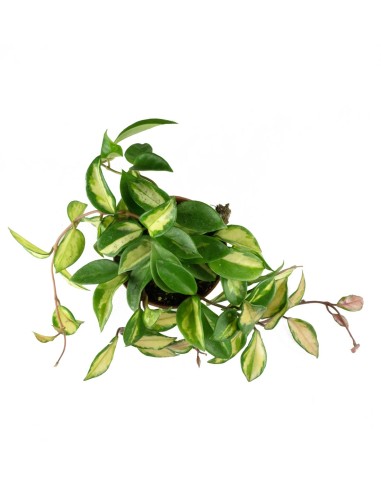 Hoya carnosa