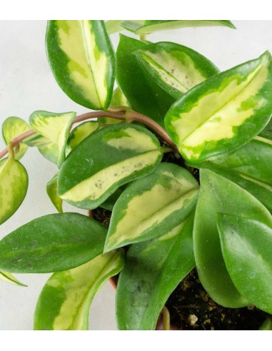 Hoya carnosa