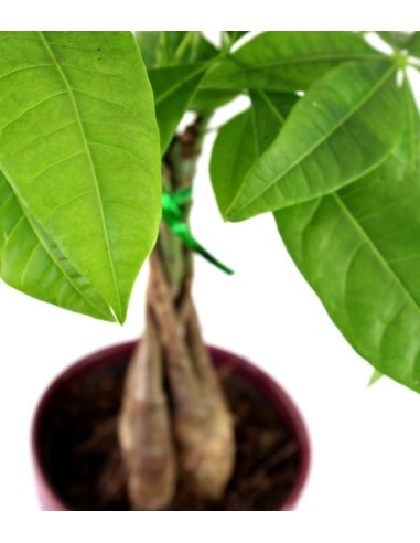 Pachira