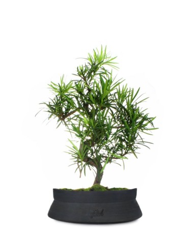Podocarpus L