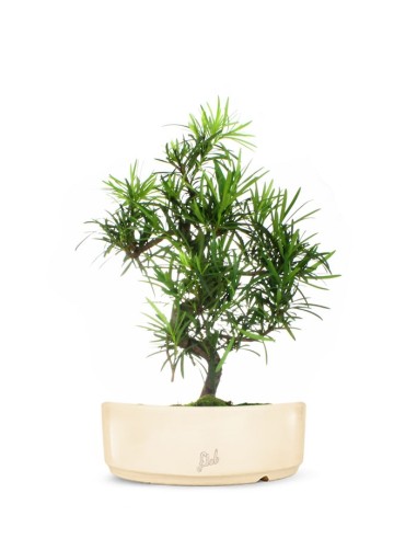 Podocarpus L