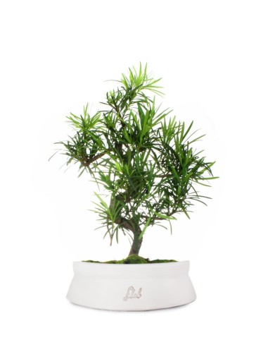 Podocarpus L