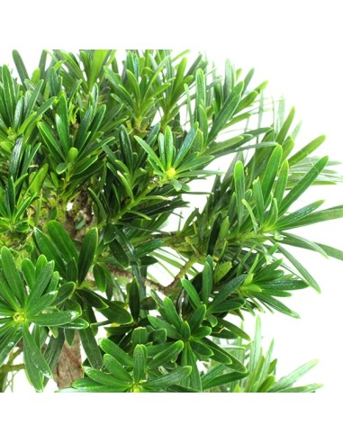 Podocarpus L
