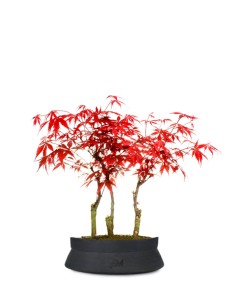 Acero rosso boschetto M