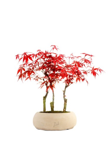 Acero rosso boschetto M