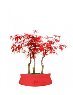 Acero rosso boschetto M 2