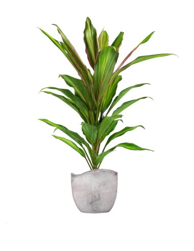 Cordyline Fruticosa Kiwi
