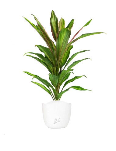 Cordyline Fruticosa Kiwi