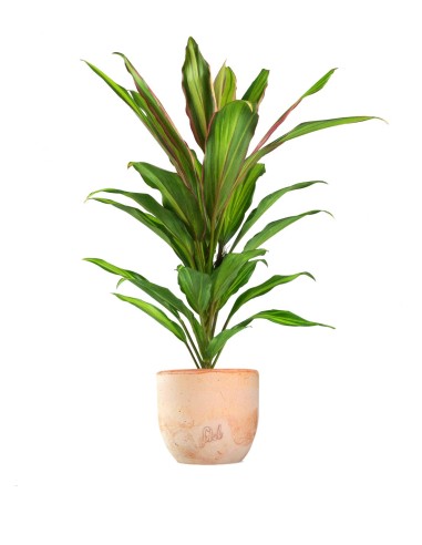 Cordyline Fruticosa Kiwi