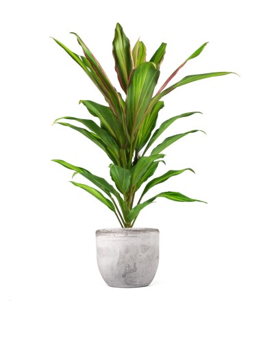 Cordyline Fruticosa Kiwi