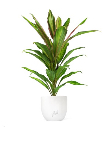 Cordyline Fruticosa Kiwi