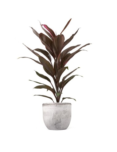 Cordyline Fruticosa Tango