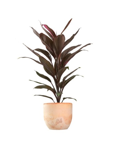 Cordyline Fruticosa Tango