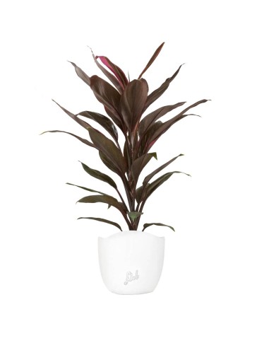 Cordyline Fruticosa Tango