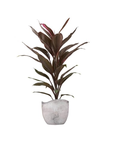 Cordyline Fruticosa Tango
