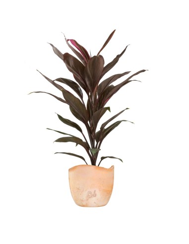 Cordyline Fruticosa Tango