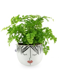 Dolce | Vaso per piante con... 2