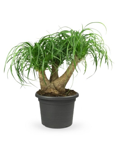 Beaucarnea Nolina L