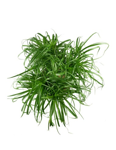 Beaucarnea Nolina L