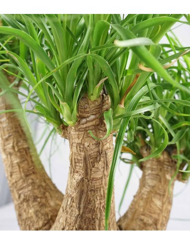 Beaucarnea Nolina L