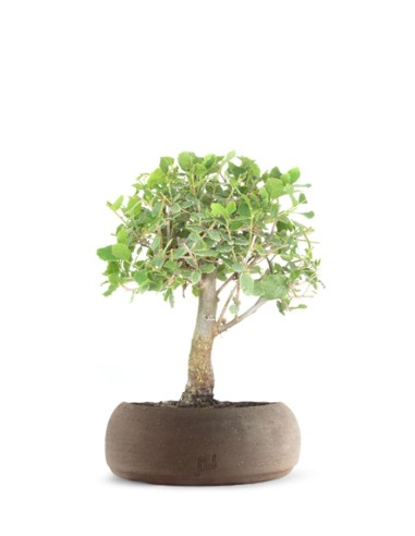 Quercia Sughera