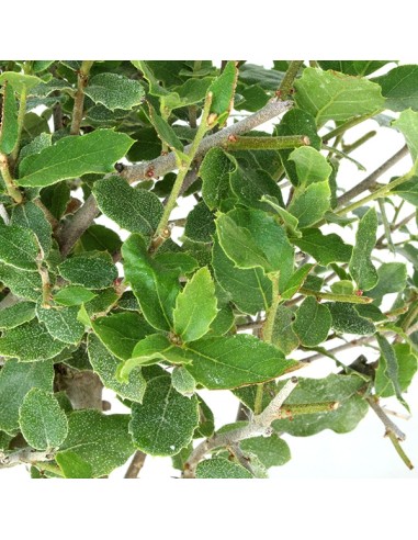 Quercia Sughera