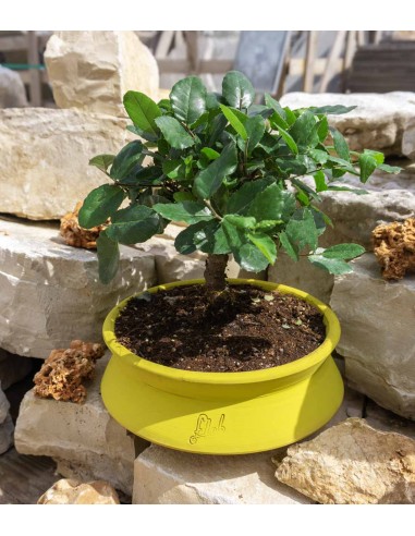 Quercia Sughera