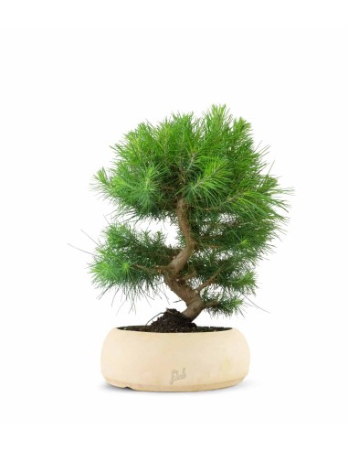 Pinus halepensis 9 Years