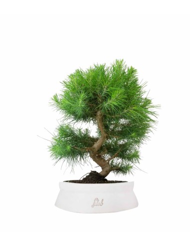 Pinus halepensis 9 anni | Pino d'Aleppo