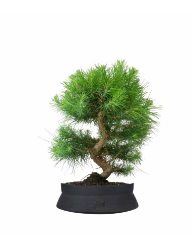 Pinus halepensis 9 Years