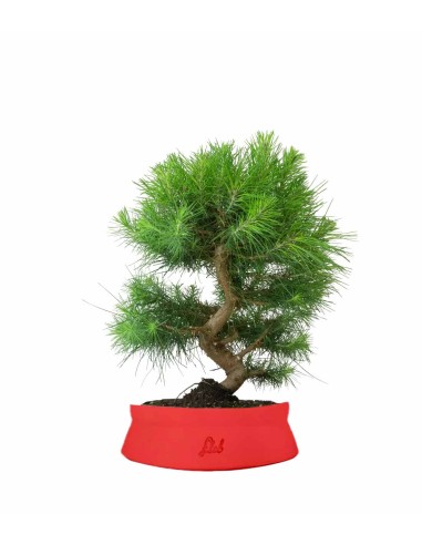 Pinus halepensis 9 Years